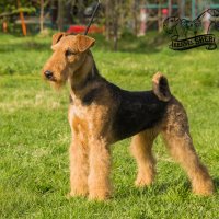 SHER ORO AZTECO - SHER ORO AZTECO
Junior Champion of Russia, Junior Champion of National Airedale Terrier Club; Champion of Russia, Belorussia, National Airedale Terrier Club, RKF. Рожд. 04.06.2021 (о. Young Duke`s Mister Jack &amp; м. Sher Iven Sweet Berry) Владелец: Михеева Надежда &amp; Широкова Александра (г. Москва)